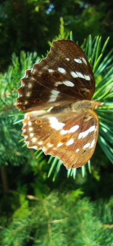Lesser Purple Emperor