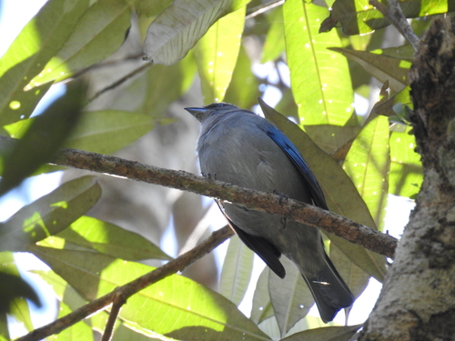 Azure-shouldered Tanager