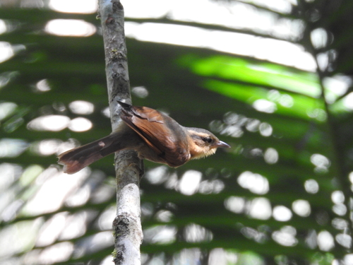 Ochre-breasted Foliage-gleaner