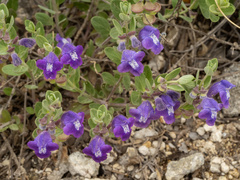 Scutellaria wrightii