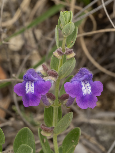 Scutellaria wrightii, photograph 1