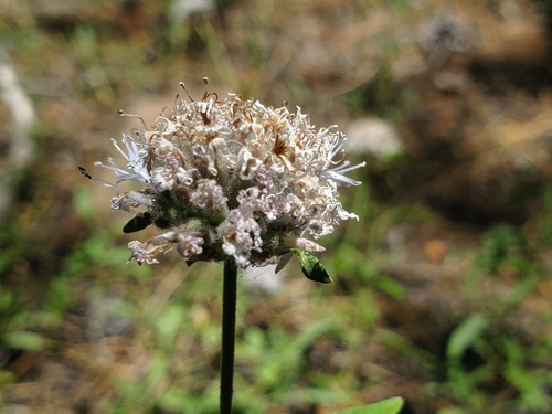 iNaturalist observation photo of Monardella ovata