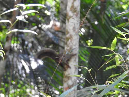 Ingram's Squirrel