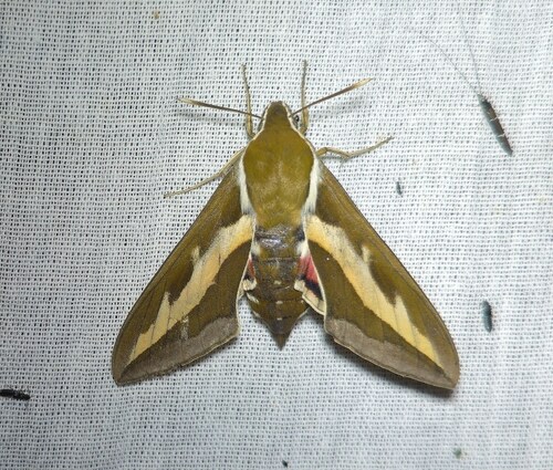 Bedstraw Hawkmoth