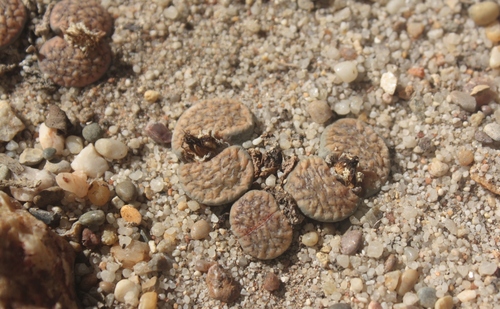 Lithops inae Nel 2