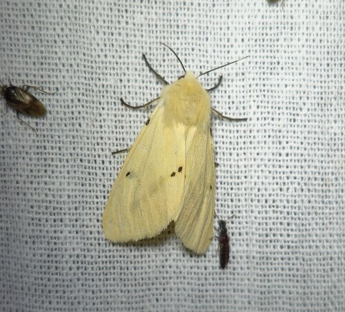 Buff Ermine