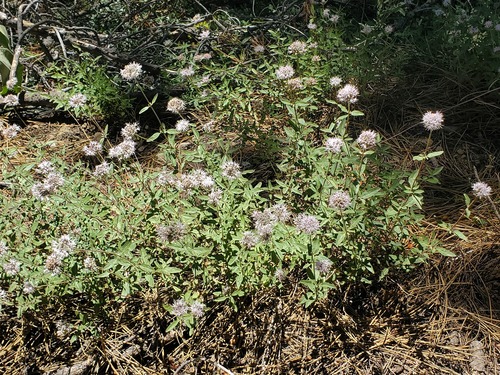 iNaturalist observation photo of Monardella ovata