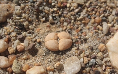 Lithops vallis-mariae