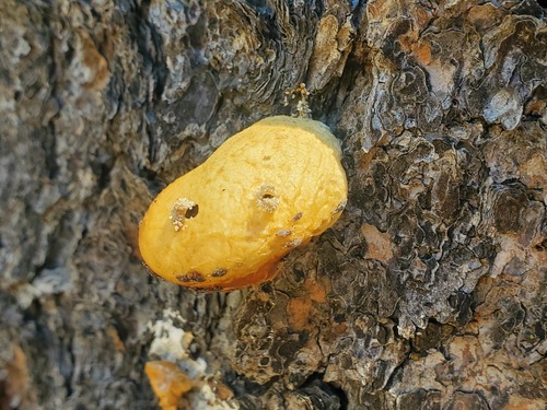 iNaturalist observation photo of Veiled Polypore
