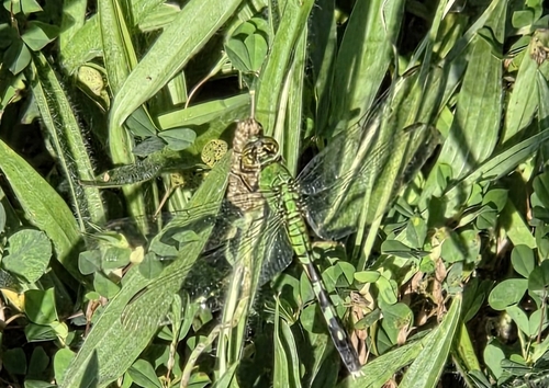 Eastern Pondhawk