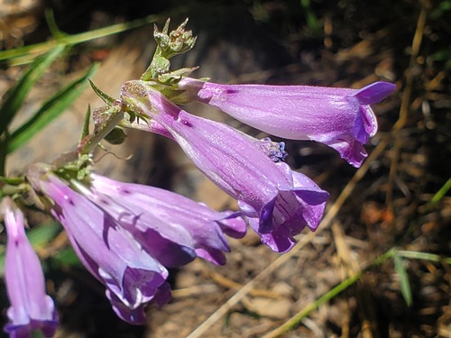 iNaturalist observation photo of Royal Beardtongue