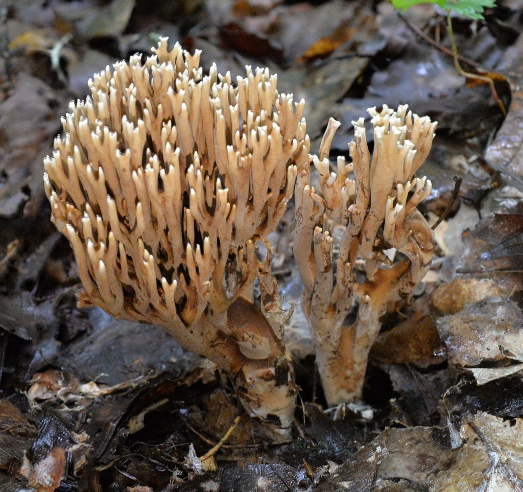 Ramaria grandis · July 2026 · photo: Photo: (c) Ben Gruhot, some rights reserved (CC BY) · iNaturalist