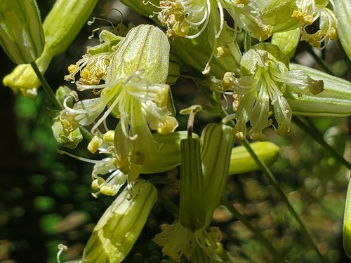 iNaturalist observation photo of Douglas' Catchfly