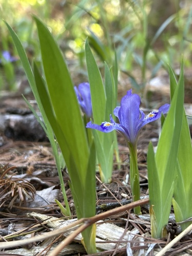 Iris lacustris, photograph 2