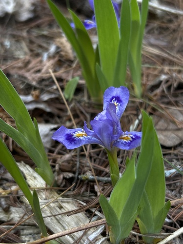 Iris lacustris, photograph 3