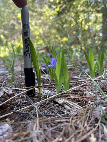 Iris lacustris, photograph 4