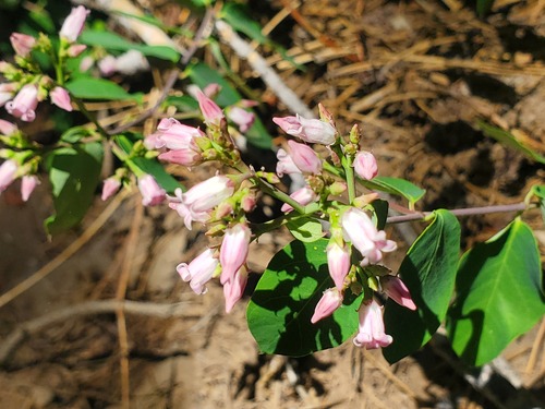 iNaturalist observation photo of spreading dogbane