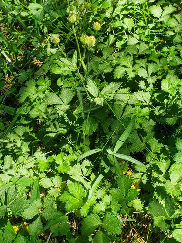 iNaturalist observation photo of woodbeauty
