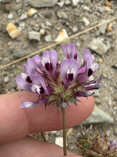 Trifolium willdenovii observed 2026-07-13