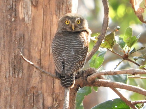 Jungle Owlet