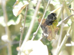 Osmia nemoris
