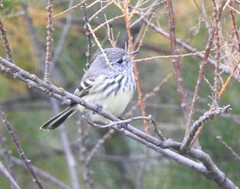 Anairetes flavirostris