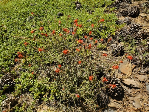 iNaturalist observation photo of wavyleaf paintbrush