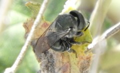 Osmia nemoris