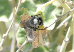 Osmia nemoris