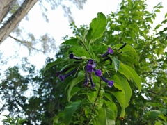 Iochroma cyaneum