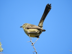 Stigmatura budytoides