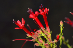Ipomopsis tenuifolia