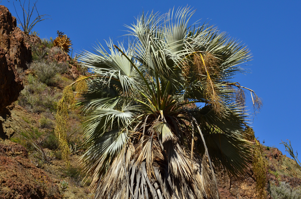 Mexican Blue Palm (Brahea armata)  iNaturalist