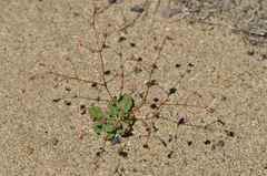 Eriogonum thurberi