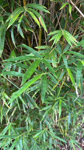 Bambusa multiplex observed 2026-07-13