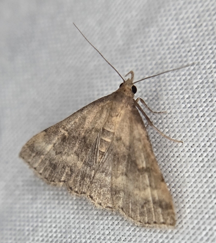 Florida Tetanolita Moth photo 3