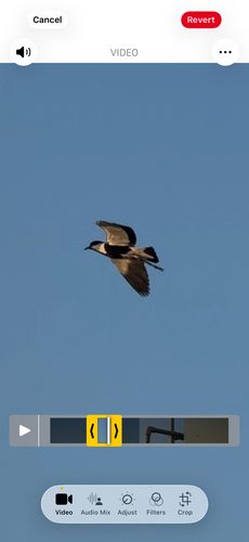 Spur-winged Lapwing