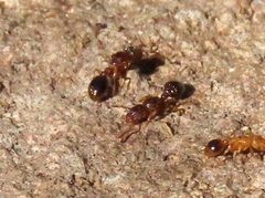 Tetramorium capense