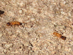 Tetramorium capense