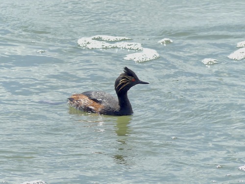 Eared Grebe