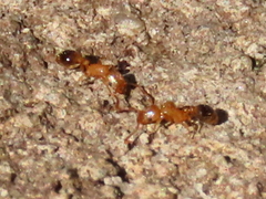 Tetramorium capense