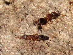 Tetramorium capense