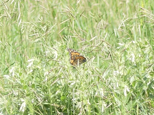 Monarch
