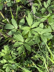 Hydrophyllum virginianum