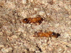 Tetramorium capense