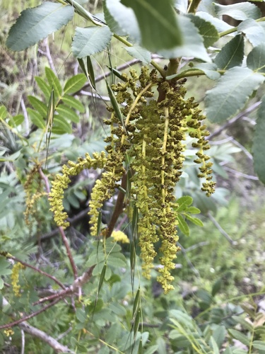 Southern California Walnut