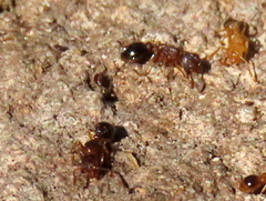 Tetramorium capense