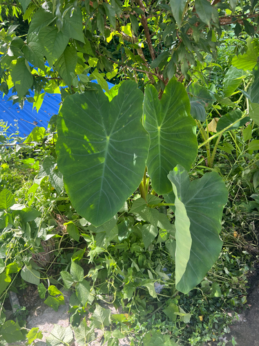 Taro
