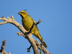 Gubernatrix cristata