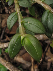 Epidendrum megalospathum